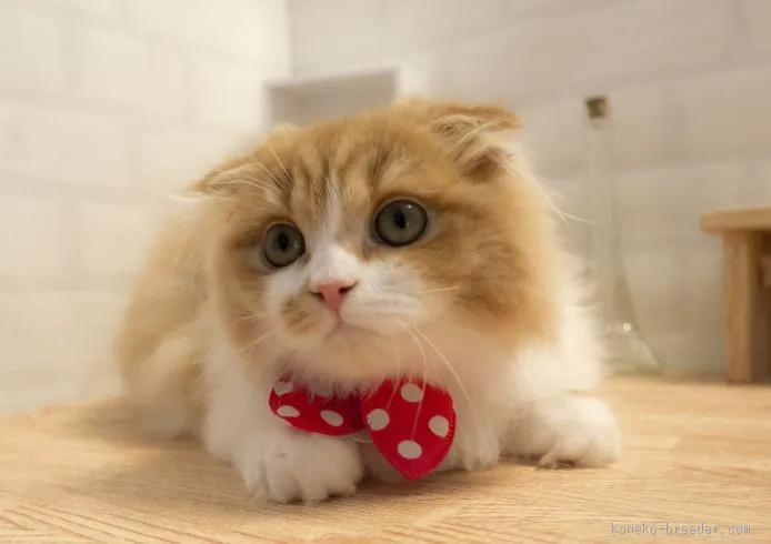 ID：1504-00114の子猫