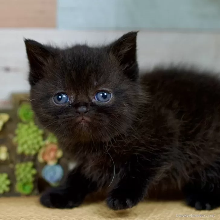 ID：2405-01391の子猫