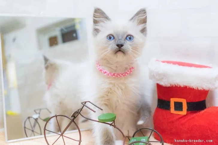ID：1711-00059の子猫