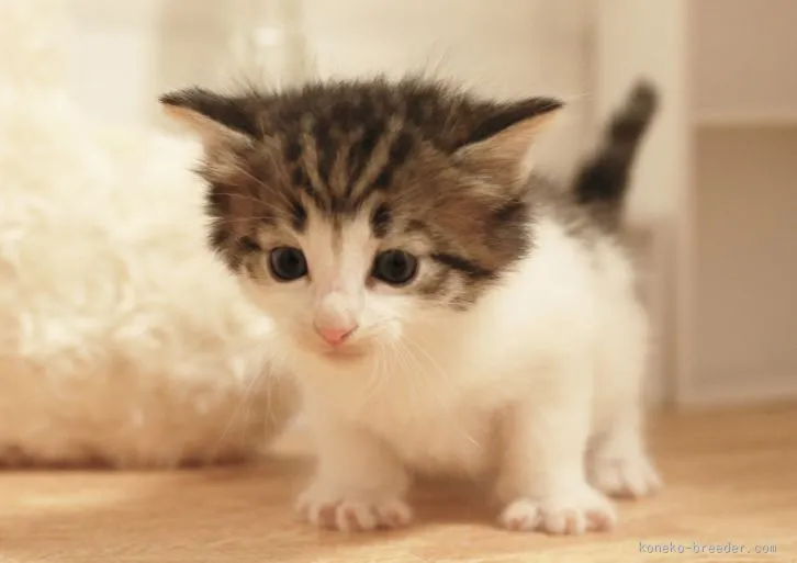 ID：1602-00191の子猫