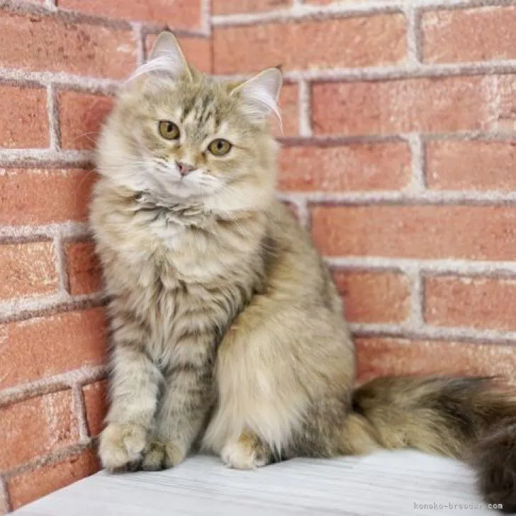 ID：2206-00454の子猫