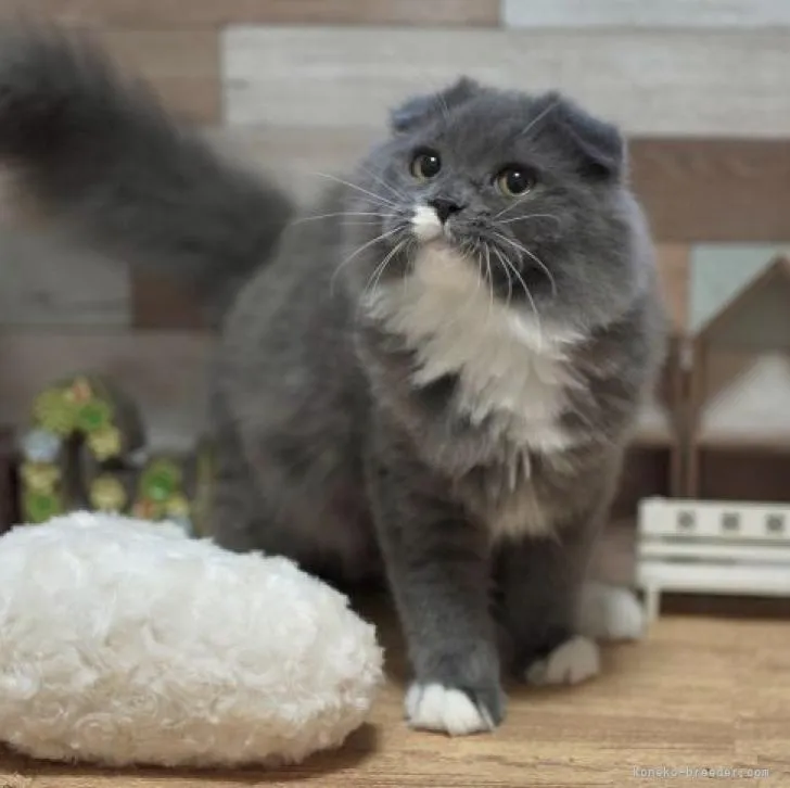 ID:2205-02890の子猫
