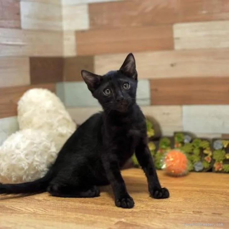 ID:2207-00203の子猫