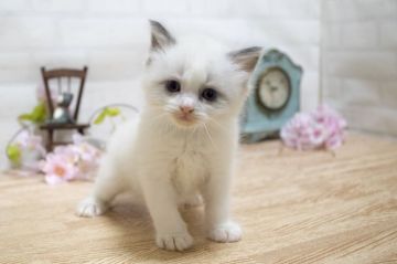 ラグドール【北海道・男の子・2018年3月17日・ブルーポインバイカラー】の写真「チャンピオン系統♪美猫ちゃん♡」