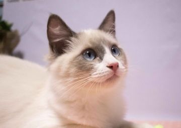 ラグドール【北海道・男の子・2016年6月4日・ブルーポインバイカラー】の写真「」