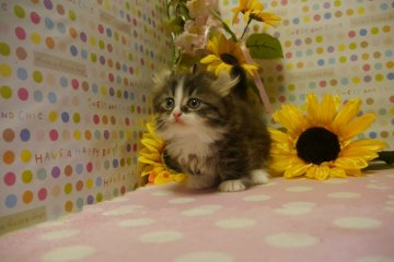 マンチカン【北海道・男の子・2014年6月15日・ブラウンタビー&ホワイト（長毛）】の写真「父猫Wチャンピオン」
