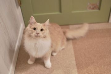 ノルウェージャンフォレストキャット【北海道・男の子・2020年5月17日・クリームタビー&ホワイト】の写真「遊び大好き♪」