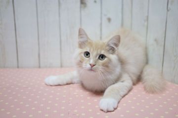 ラガマフィン【北海道・男の子・2018年10月2日・クリーム&ホワイト】の写真「かわいいお顔♪人気のお色」
