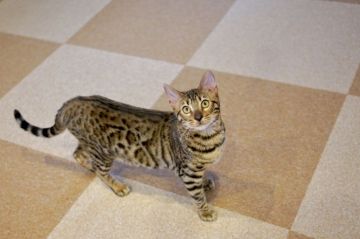 ベンガル【北海道・女の子・2019年10月21日・ブラウンスポテッドタビー(ロゼット)】の写真「優しいお顔のベンガルちゃん！」