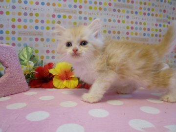 マンチカン【北海道・男の子・2013年6月11日・クリームカメオタビー&ホワイト(母猫ダブルチャンピオン)（長毛？）】の写真「柔らかい色のマンチカンです」