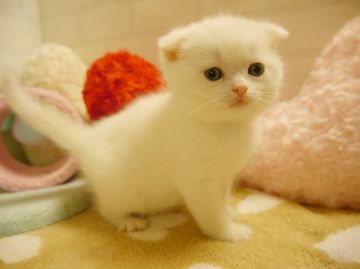 スコティッシュフォールド【北海道・男の子・2014年12月28日・ホワイト（短毛）】の写真「まる顔♪折れ耳」
