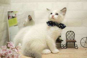 ラグドール【北海道・男の子・2018年3月17日・ブルーポインバイカラー】の写真「チャンピオン系統♪美猫ちゃん♡」