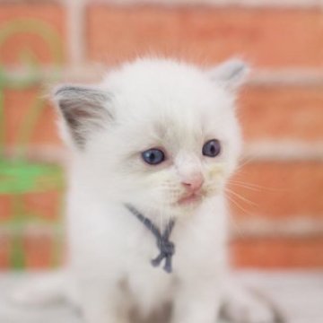 ラグドール【北海道・男の子・2023年9月15日・ブルーポイントバイカラー】の写真「ヨチヨチ男の子🎶」