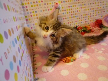 ノルウェージャンフォレストキャット【北海道・男の子・2013年6月18日・ブラウンタビー&ホワイト(父猫グランドチャンピオン)】の写真「両親ともに良血統」