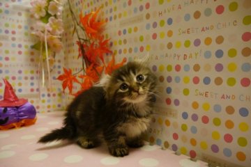 マンチカン【北海道・男の子・2014年8月15日・ブラウンタビー】の写真「真ん丸おめめのキンカロー君チャンピオン血統」