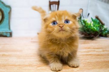 スコティッシュフォールド(立ち耳)【北海道・男の子・2017年6月14日・レッドタビー】の写真「コロコロです♡」