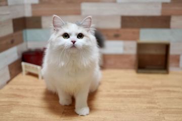 ラガマフィン【北海道・女の子・2021年5月2日・ダイリュートキャリコ】の写真「瞳が愛らしい子です🎶」