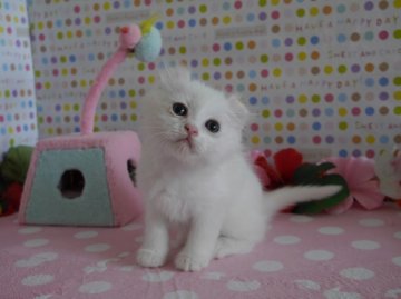 マンチカン【北海道・男の子・2013年11月16日・ホワイト(父猫グランドチャンピオン)】の写真「お耳カール♪」