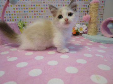 マンチカン【北海道・男の子・2013年5月11日・ブルーアンドホワイト(短足)(父グランドチャンピオン)（長毛）】の写真「タレ目で可愛いです」