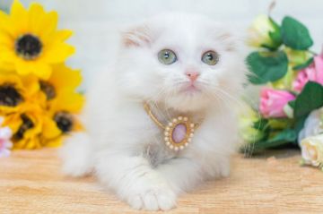 スコティッシュフォールド(折れ耳)【北海道・女の子・2017年5月10日・ホワイト（長毛）】の写真「くりくりおめめ♡」