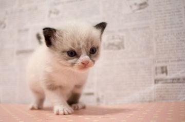 ラグドール【北海道・男の子・2018年1月18日・シールポイントバイカラー】の写真「まだよちよち♡」