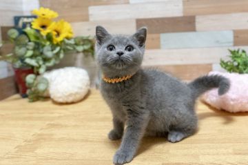 ブリティッシュショートヘア【北海道・女の子・2018年12月12日・ブルータビー】の写真「もこもこです♪」