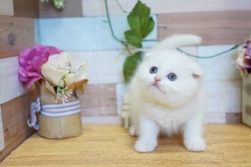 スコティッシュフォールド(折れ耳)【北海道・女の子・2020年4月9日・ホワイト】の写真「美猫ちゃん♪ふわふわ♪」