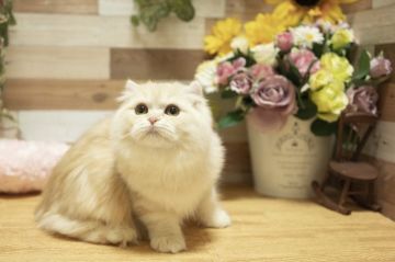 スコティッシュフォールド(折れ耳)【北海道・女の子・2019年2月2日・クリーム&ホワイト】の写真「綺麗なお色です♪」