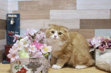 スコティッシュフォールド(折れ耳)【北海道・女の子・2019年2月2日・レッドタビー&ホワイト】の写真「折れ耳の癒し系女子♪」