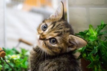 スコティッシュフォールド(立ち耳)【北海道・女の子・2017年6月14日・ブラウンパッチドタビー】の写真「おめめクリクリ♡」