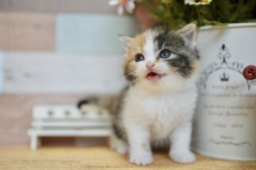 スコティッシュフォールド(立ち耳)【北海道・女の子・2021年3月12日・キャリコ】の写真「よちよち可愛い姫猫ちゃん🎶」