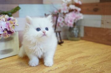 スコティッシュフォールド(立ち耳)【北海道・女の子・2020年4月9日・ホワイト】の写真「ふわふわ女の子♪キュート❤」