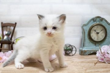 ラグドール【北海道・男の子・2018年3月17日・ブルーポインバイカラー】の写真「チャンピオン系統♪美猫ちゃん♡」