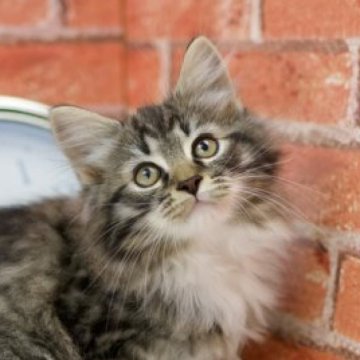 サイベリアン【北海道・男の子・2023年8月8日・ブラウンタビー&ホワイト】の写真「19日夜まで掲載予定です」