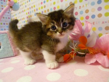 マンチカン【北海道・男の子・2013年7月12日・ブラウンタビー&ホワイト(父猫グランドチャンピオン)（長毛）】の写真「」