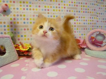 マンチカン【北海道・男の子・2013年6月14日・レッドタビー&ホワイト(父猫グランドチャンピオン)（長毛）】の写真「カール耳の短足のキンカローです」