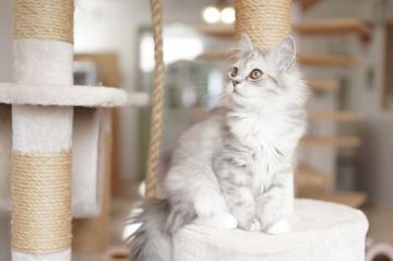 サイベリアン【北海道・女の子・2021年4月8日・ブルークリーム&ホワイト】の写真「綺麗お色♪優良血統♪好奇心旺盛🎶」