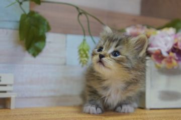 サイベリアン【北海道・男の子・2020年2月26日・ブラウンタビー&ホワイト】の写真「元気な子♪優良血統♪(茶)金曜日まで掲載」