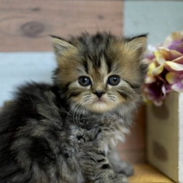 セルカークレックス【北海道・女の子・2023年4月29日・ブラウンパッチドタビー】の写真「よちよちな女の子♪」