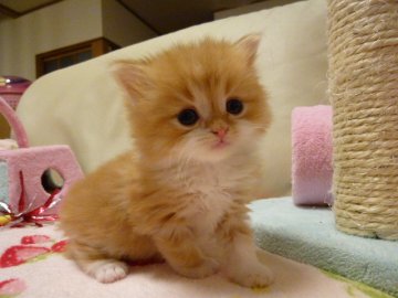 スコティッシュフォールド【北海道・男の子・2013年2月23日・レッドタビーアンドホワイト（長毛）】の写真「」