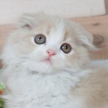 フォールデックス【北海道・女の子・2024年4月13日・クリームタビー&ホワイト】の写真「可愛い折れ耳♡12日まで3万円お値引きします」