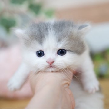 マンチカン(短足)【北海道・男の子・2024年4月11日・ブルー&ホワイト】の写真「癒し顔の男の子🎵短足くん！」
