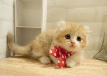 マンチカン【北海道・女の子・2015年6月1日・レッドタビー&ホワイト（長毛）】の写真「短足でカール耳のキンカローです♪（赤）」