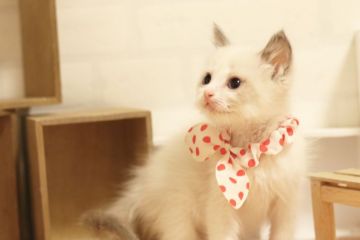 ラグドール【北海道・女の子・2016年1月27日・チョコレートポイントバイカラー】の写真「両親チャンピオン♪」