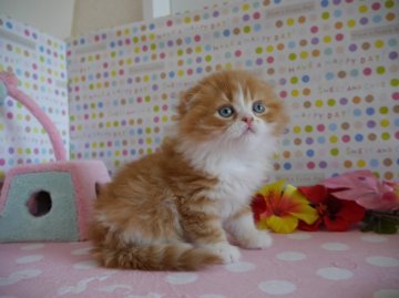 スコティッシュフォールド【北海道・男の子・2014年1月30日・レッドタビー&ホワイト（長毛）】の写真「まん丸おめめで可愛いです♪折れ耳」