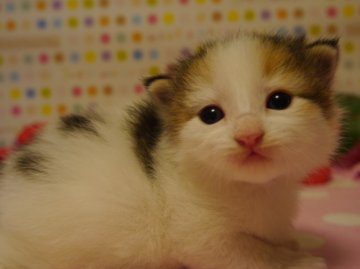 ノルウェージャンフォレストキャット【北海道・女の子・2013年10月8日・キャリコ(父猫グランドチャンピオン)】の写真「父猫１dayグランドチャンピオン」