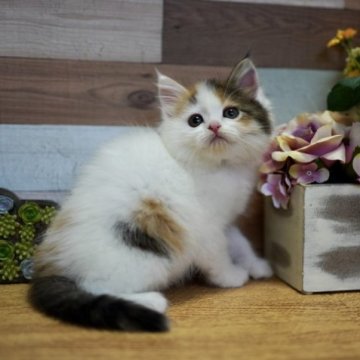ラガマフィン【北海道・女の子・2023年3月22日・キャリコバン】の写真「5/19まで掲載！フワフワ可愛い女の子♡」