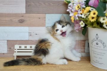 サイベリアン【北海道・女の子・2021年5月11日・ブラウンパッチドタビー&ホワイト】の写真「綺麗お色♪文句なし可愛い♡(∩´∀`∩)」