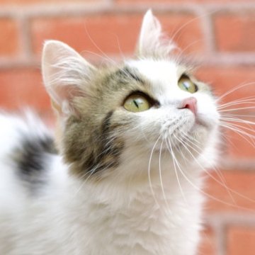 ラガマフィン【北海道・女の子・2023年3月22日・キャリコ】の写真「性格良し♡美猫♡」