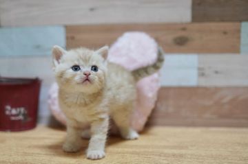 スコティッシュフォールド(立ち耳)【北海道・男の子・2021年4月10日・クリームマッカレルタビー】の写真「よちよち可愛い🎶」